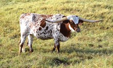 Brazos Foxy Lady 44/23