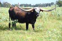 Brazos Kaliko 95/22