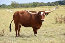 Brazos Mathilida 21/22