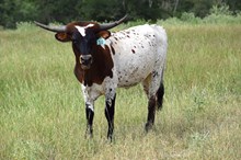 Brazos Patsy 10/24