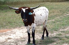 Brazos Patsy 10/24