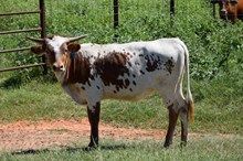 Brazos Toots 81/24