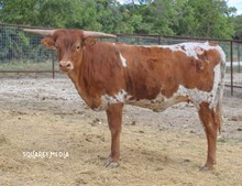 CAROLINAS CRACKER JACK