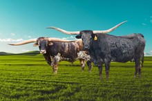 Lot 37 - Cherry Blossom