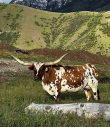 GLR CASANOVA'S CAROLINA