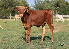 Cadillac Hopes Bull Calf