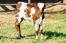 (Bull Calf) Outlawed X Confetti