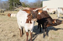 Silver Respect Me Always