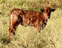 CORONADO X J LO bull