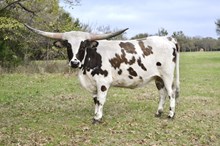 IWR Honeysuckle Tuff 402