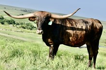 GLR HIGHER CUT GAL