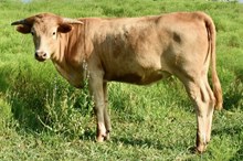 GLR SHEZA MIDAS GAL