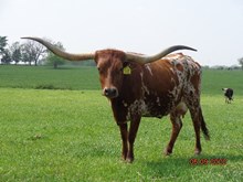 RRR MISS MT. JAYNIE 531