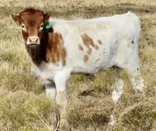 GLR SHERIDAN'S DUCHESS