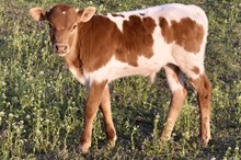 MARLBORO MAN X MONIKAS HANGOUT bull