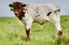 SHERIDAN X 20 TUFF CRACKDOWN bull