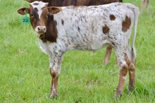 MARLBORO MAN X  CRACK THE KITTY bull 
