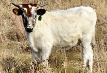 GLR SHERIDAN'S TUFFETTE