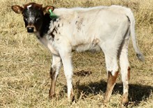 GLR HANGIN HIGH N DRIED