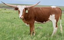 GLR ROYAL TEXANA GAL