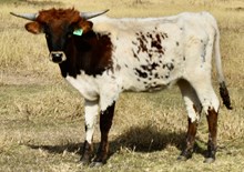  GLR SHERIDAN'S TOP GAL