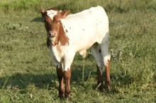 TAURUS GLR