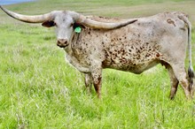 GLR TOP CRACKER GAL