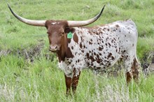 GLR TUFFS TOP TEXA GAL