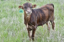 MARLBORO MAN X DRIED PEACHES bull