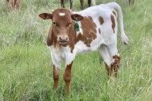 GLR SHEZA TUFF PEARL