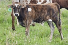 MARLBORO MAN X TOP 20 FEISTY GAL bull