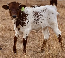  GLR 20 TUFF ROYALTY GAL