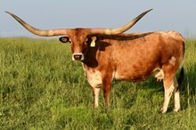  SHEZA TEXANA TOP GAL
