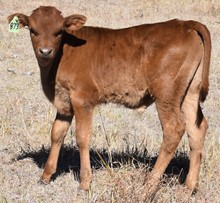 TEXAS TUFF X SHEZA TEXANA TOP GAL bull