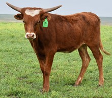 GLR MONIKAS ROYALTY GAL