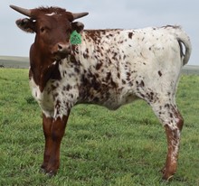 GLR TUFFS TOP TEXA GAL