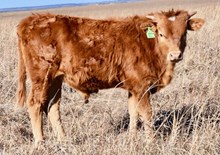 TSUNAMI X CASANOVA MAXIM bull