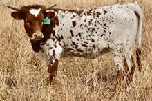 GLR SHERIDAN'S LEGACY