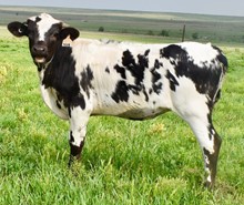 GLR SMOOTH SADDLE GAL 