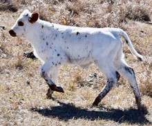 TEXAS TUFF X HELM SMOOTH bull