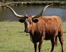 HCR Casanovas Cowgirl