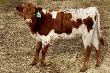 GLR TOP HANGIN PEARL