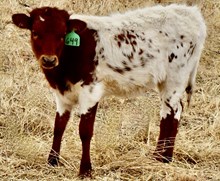 GLR DOUBLY TUFF MONIKAS