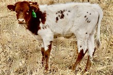 GLR TUFF DIAMOND GAL