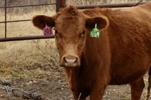 CASEY BUTLER RECIP #2( CND X TSUMAMIS TUFF PEARL)