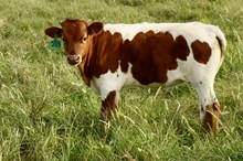 MARLBORO MAN X MONIKAS TUFF bull