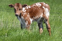 SHERIDAN X SHEZA TEXANA TOP GAL bull