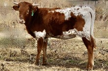 GLR 20 GRATE KITTY GAL