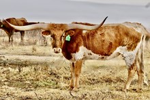 GLR 20 GOLDEN MERMAIDS