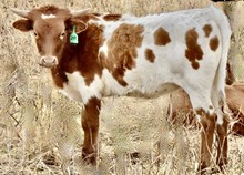 GLR SHEZA TUFF PEARL